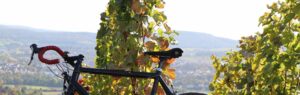 Vigne à vélo