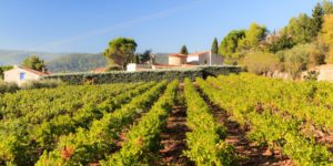 Route des vins de Provence