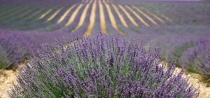 Le plateau de Valensole